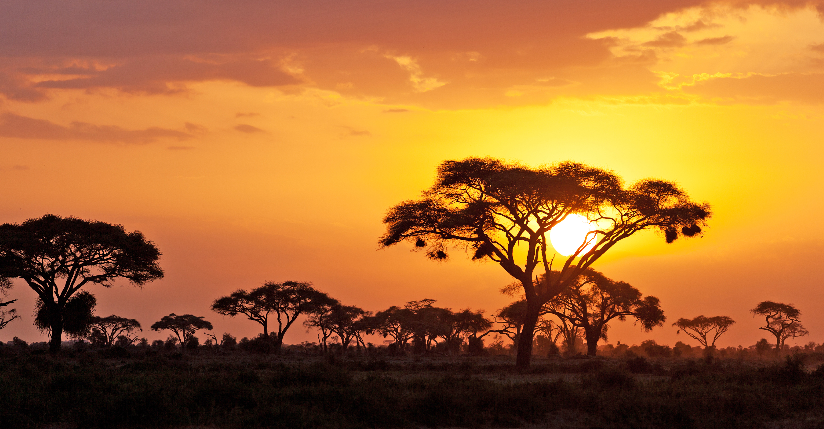 A sunset with acacia trees in the Maasai Mara National Reserve, Kenya