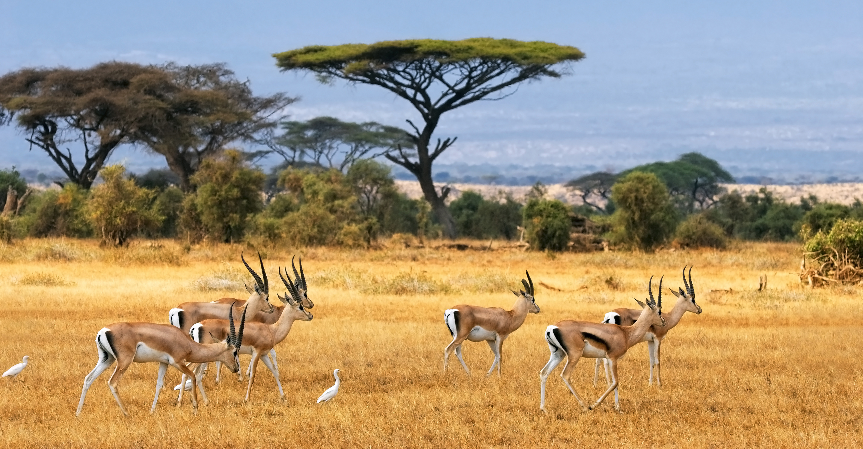 African landscape with gazelles, Kenya