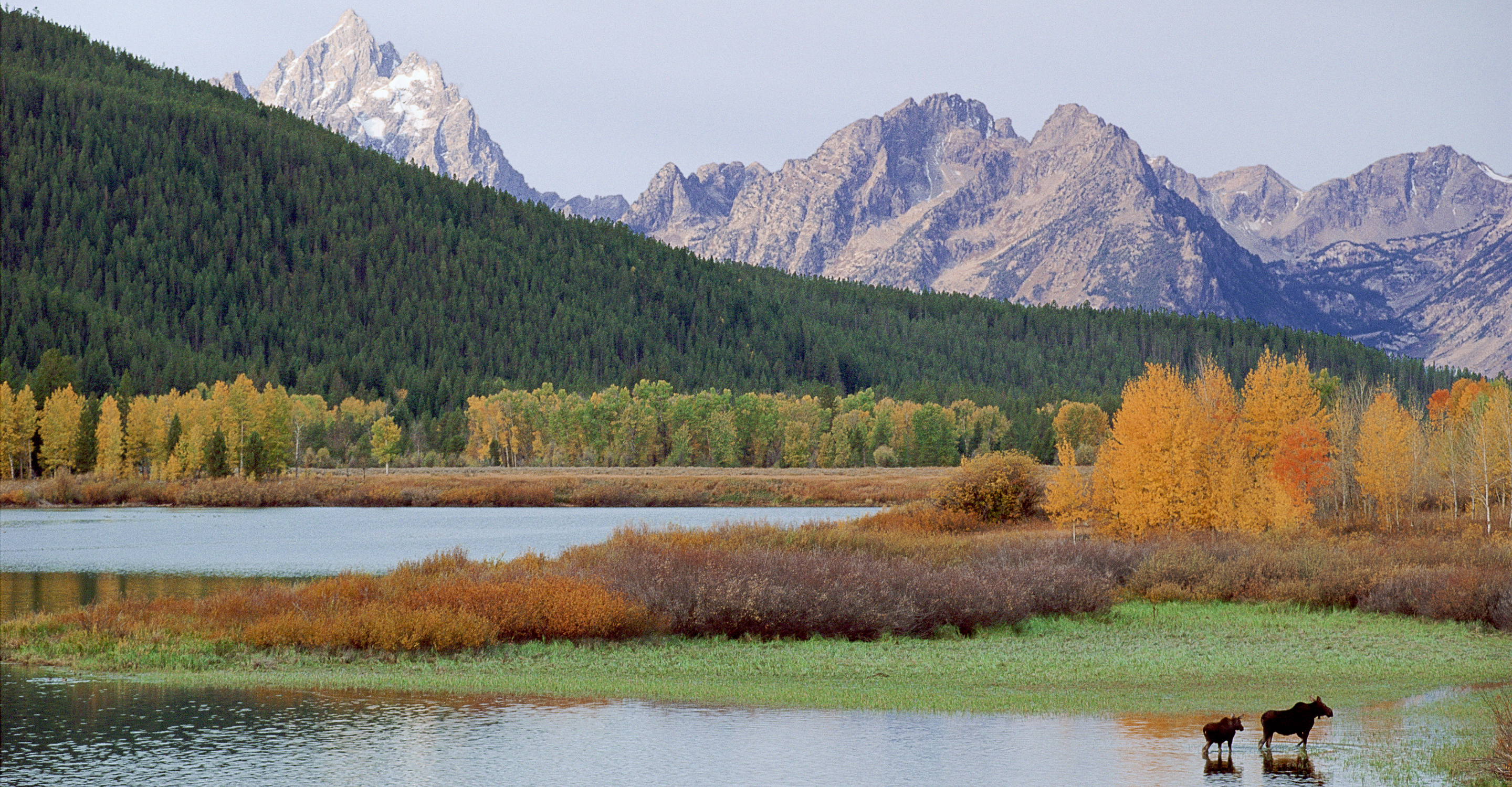 Landscape photo of the Snake River with a moose in the foreground, Yellowstone National Park, United States