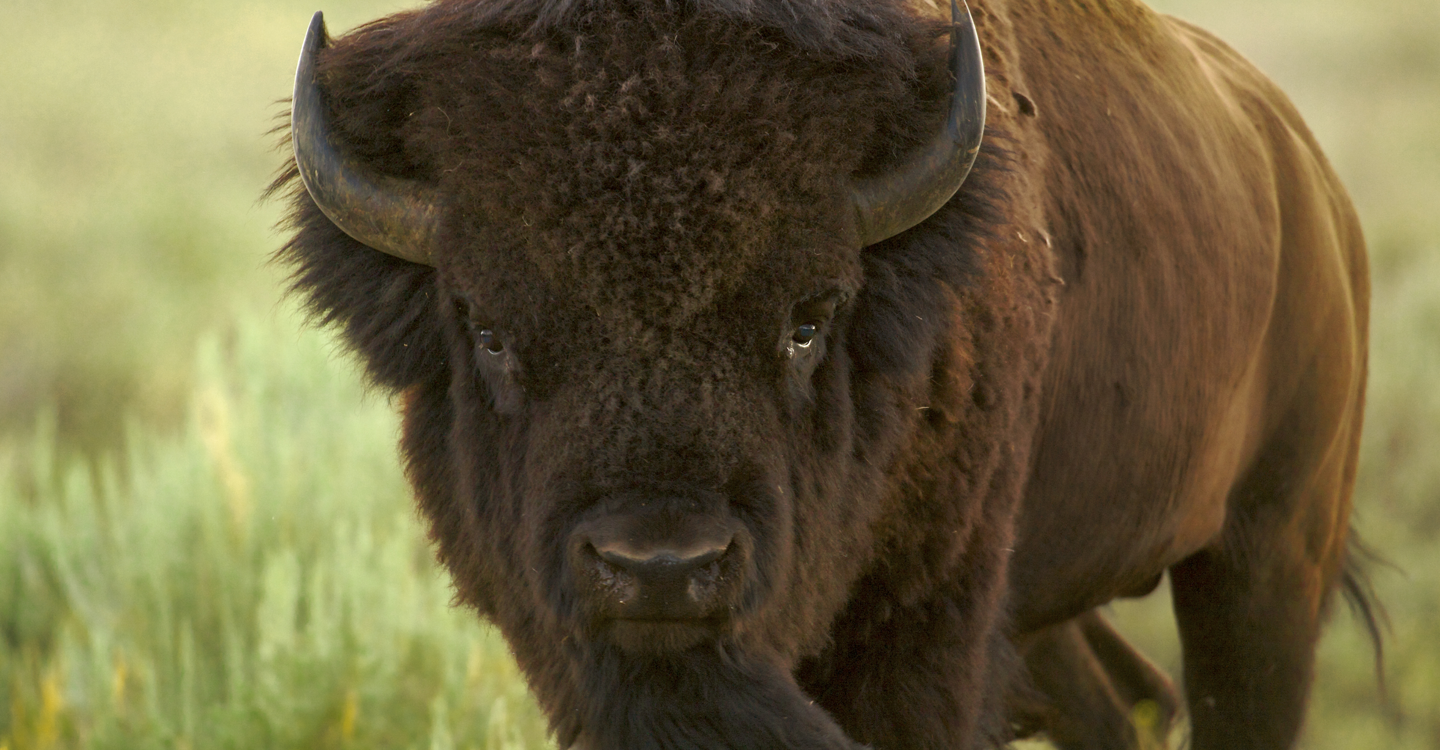 American bison stares at the camera in Yellowstone National Park, United States