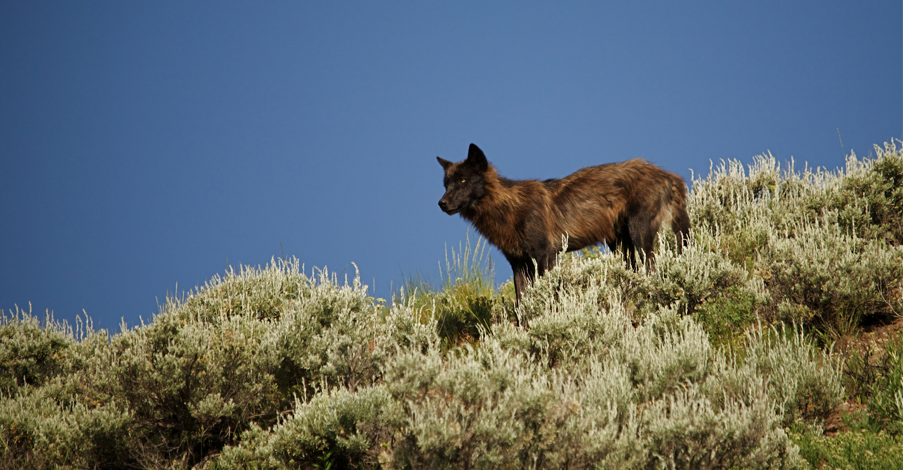 A black wolf from the Druid Peak Pack stands on a hill in Yellowstone National Park, United States