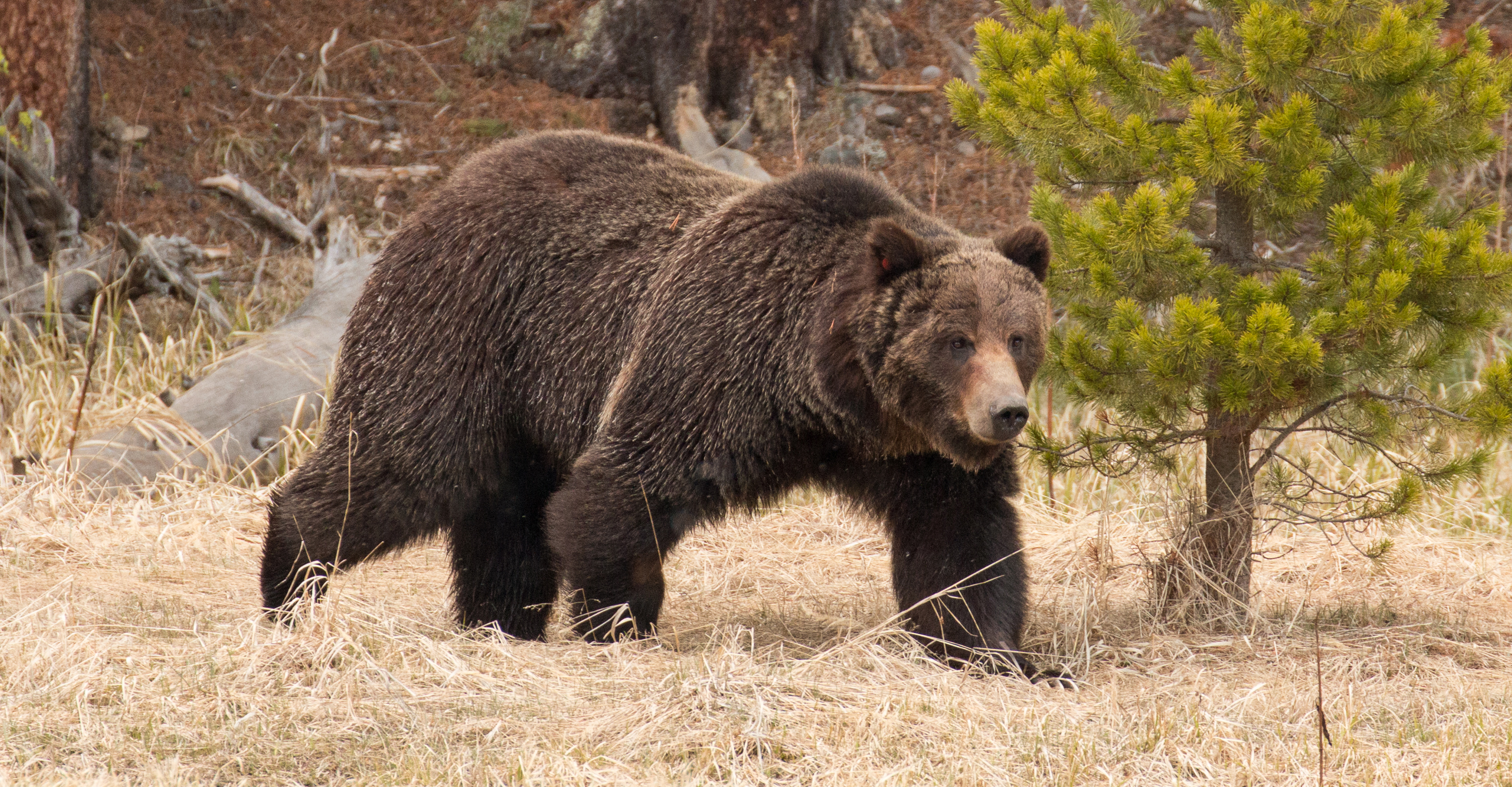 Grizzly bear walking in Yellowstone National Park, United States