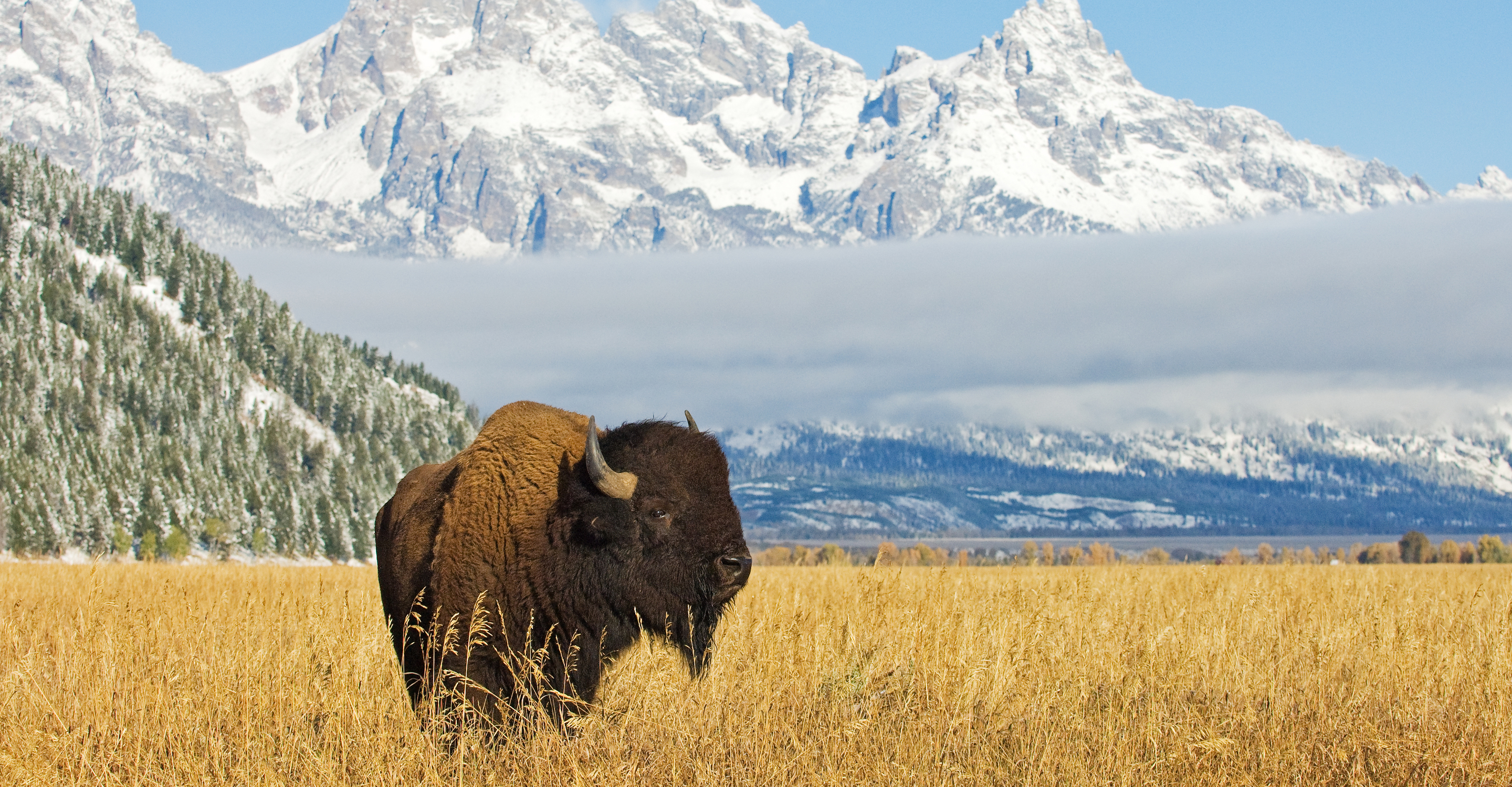 American bison in Grand Teton National Park in front of the Grand Teton mountain range, United States