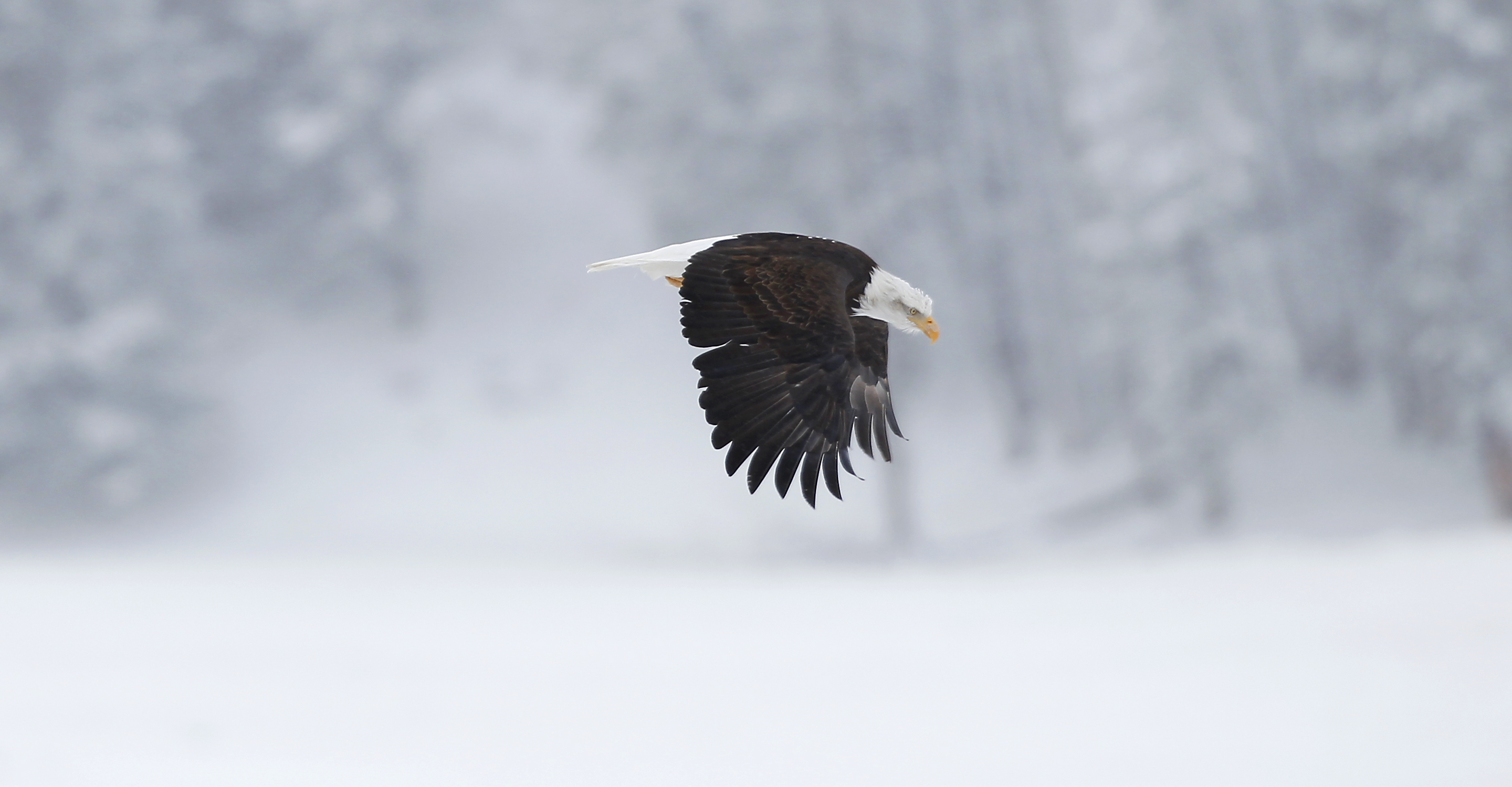 A bald eagle flies through Yellowstone National Park, United States