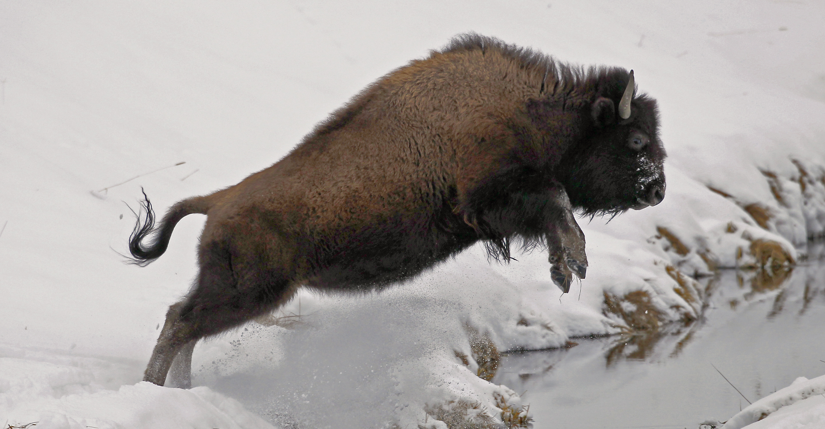 A young American bison leaps over a snowy creek in Yellowstone National Park, United States