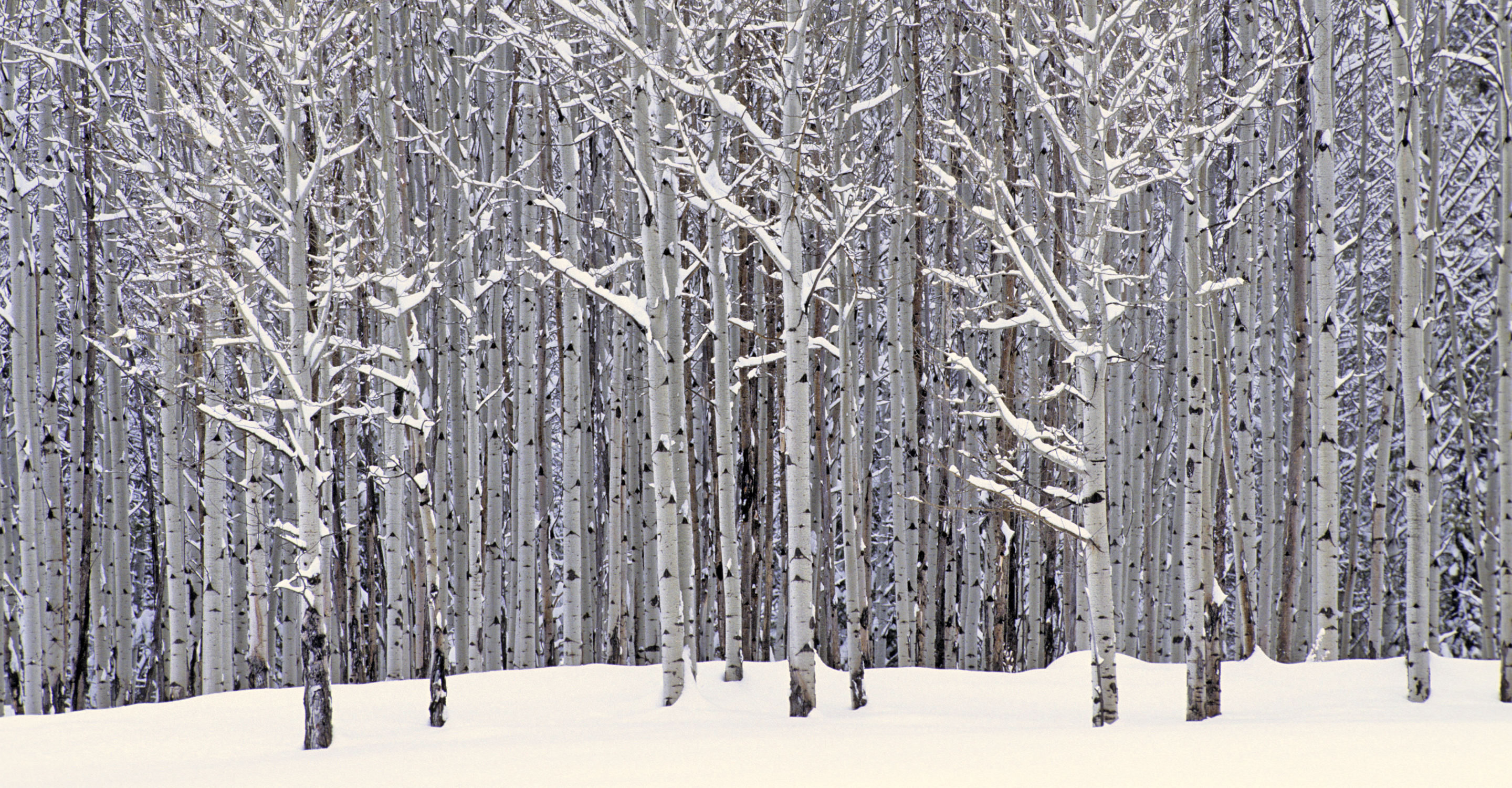 Birch trees during winter in Yellowstone National Park, United States