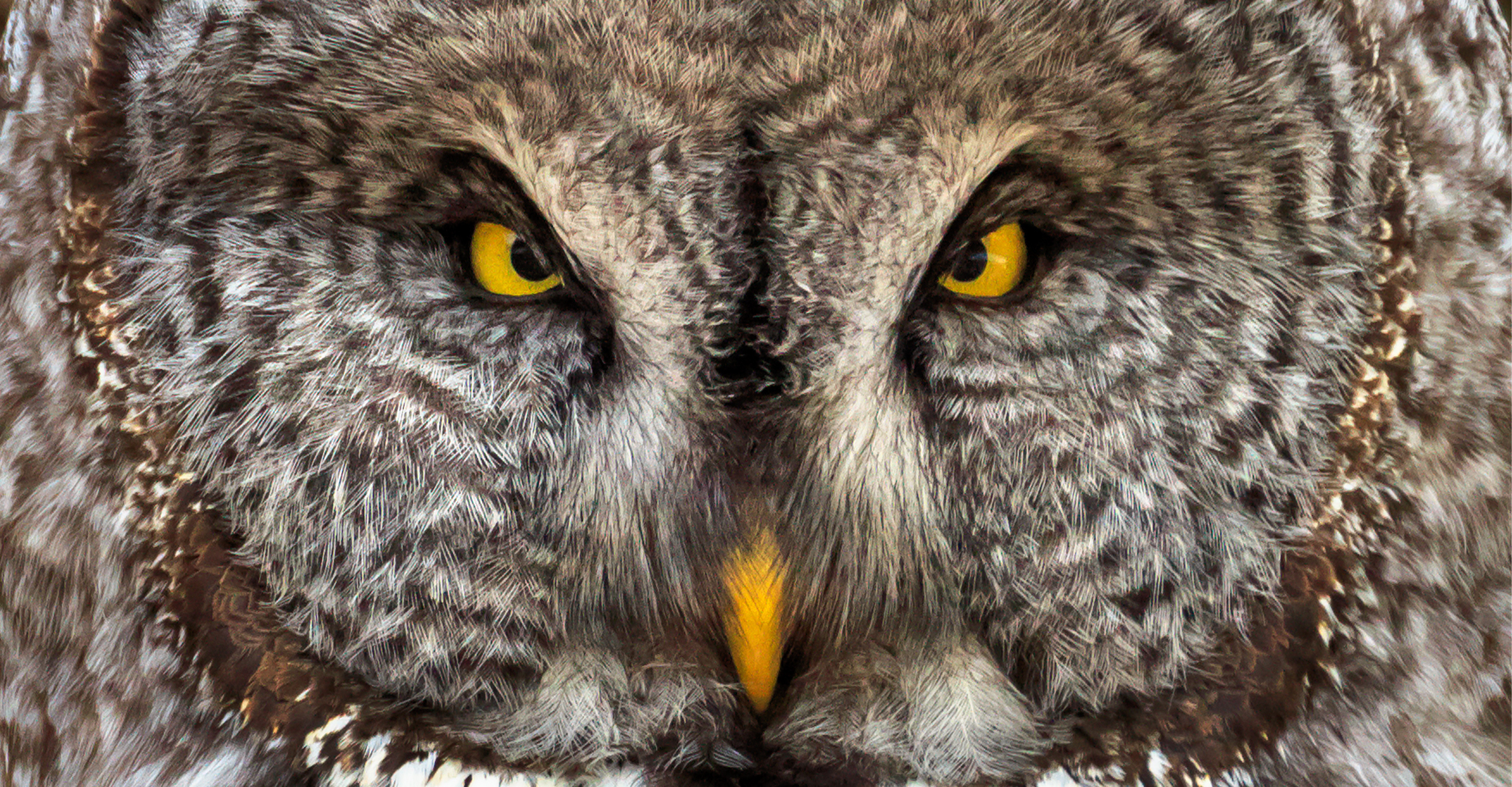 A close up of a great gray owl in Yellowstone National Park, United States