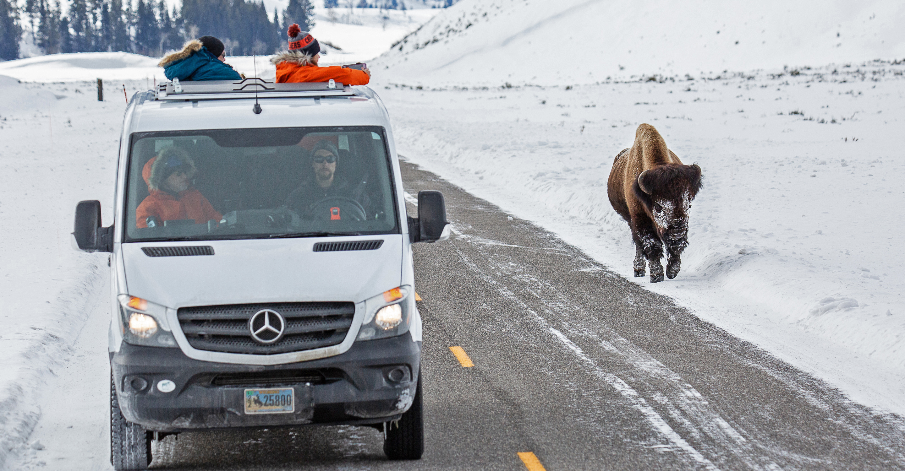 Natural Habitat Adventures travelers drive along the road next to an American bison in Yellowstone National Park, United States
