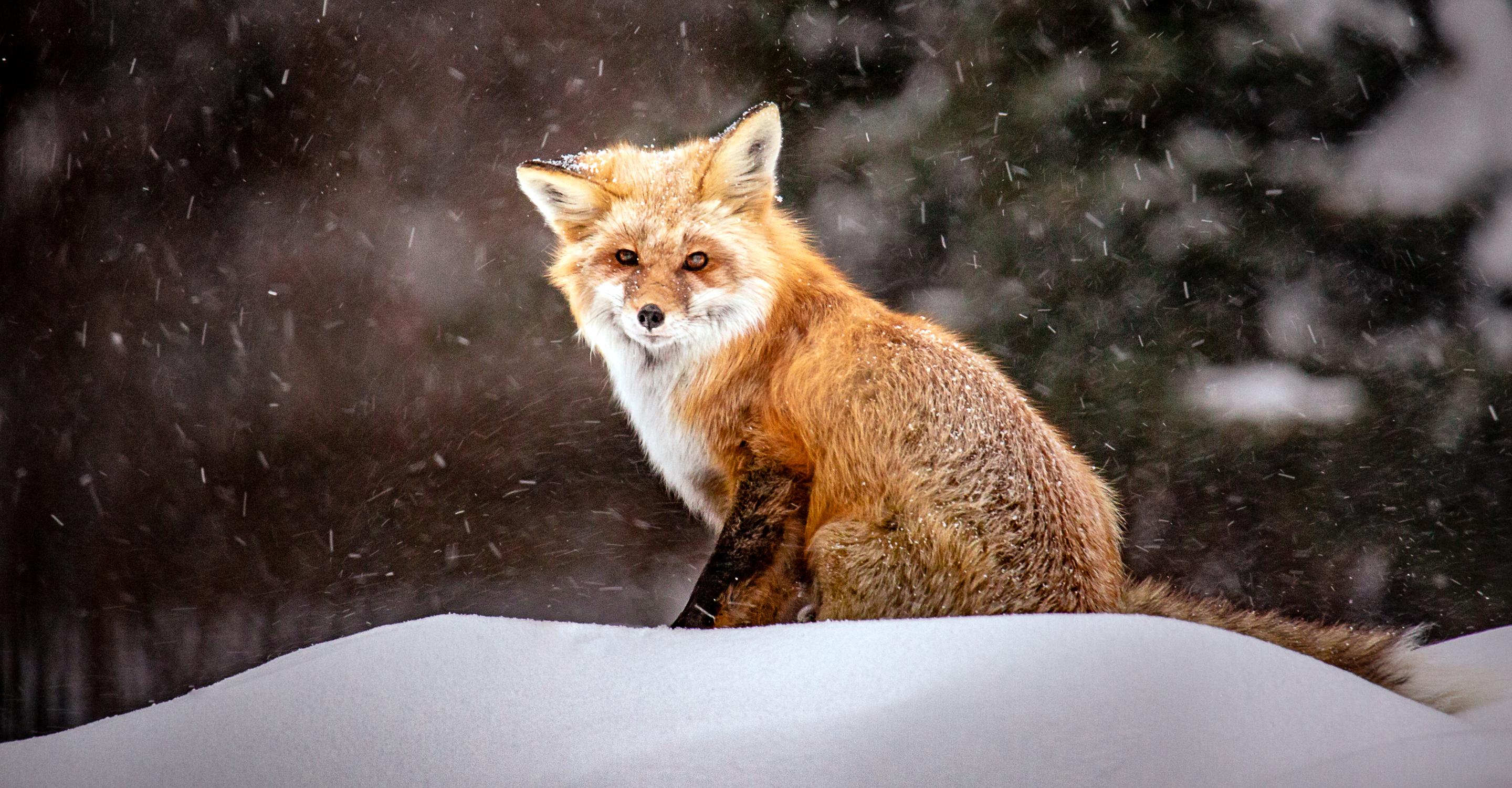 A red fox looks at the camera during a snowfall in Yellowstone National Park, United States
