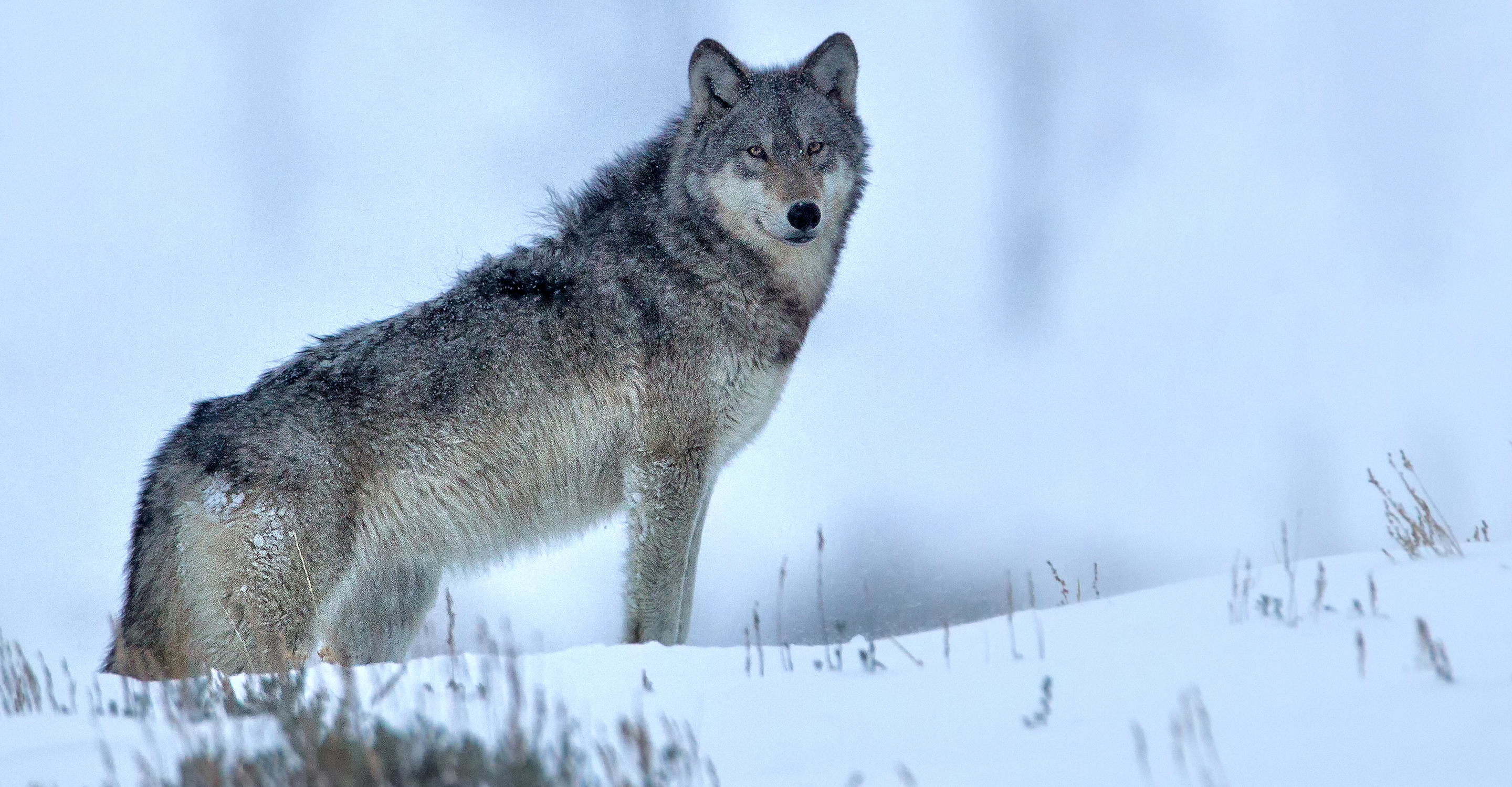 A gray wolf stands on a snowy hillside in Yellowstone National Park, United States
