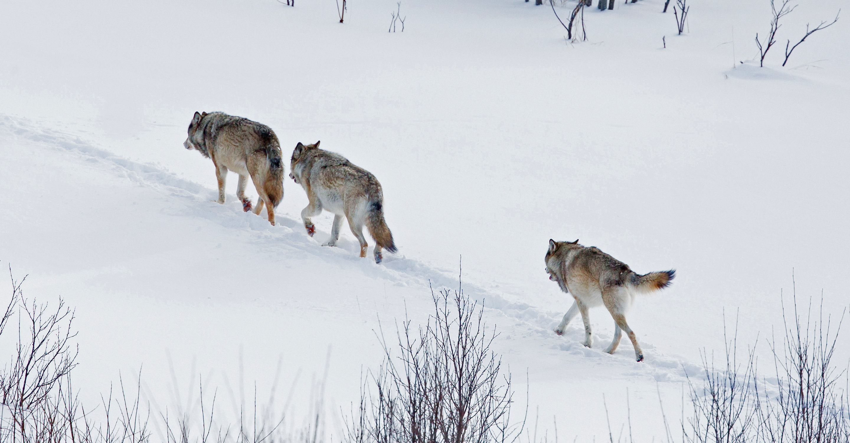 Three gray wolves walk single file in the snow in Yellowstone National Park, United States