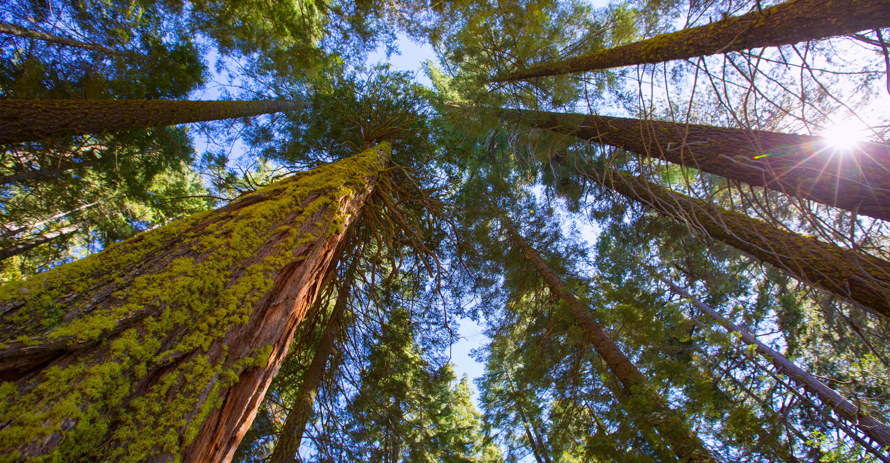 Looking up at Sequoias in Mariposa Grove, Yosemite National Park, United States