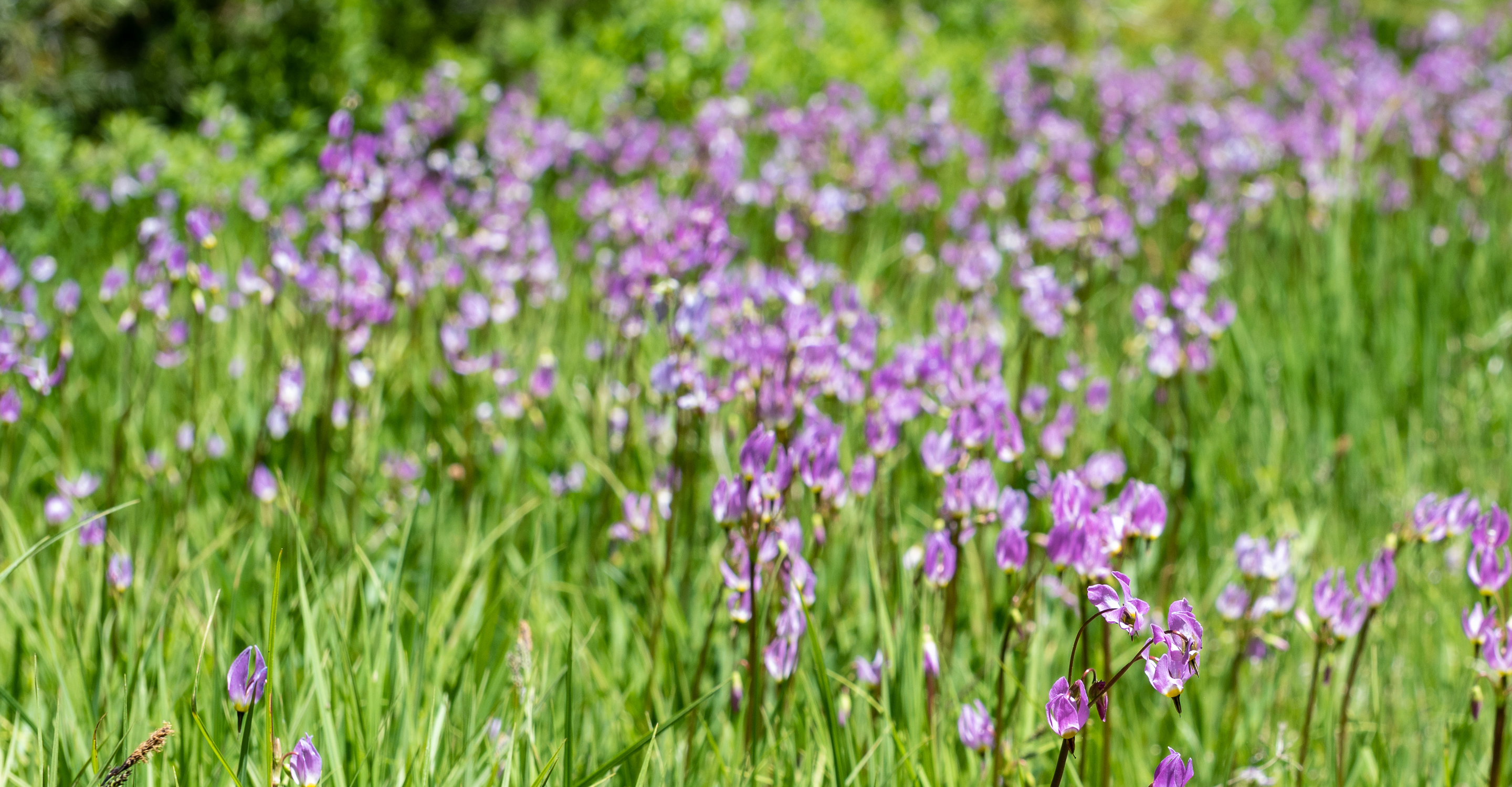 Purple wildflowers growing in Yosemite National Park, California, United States