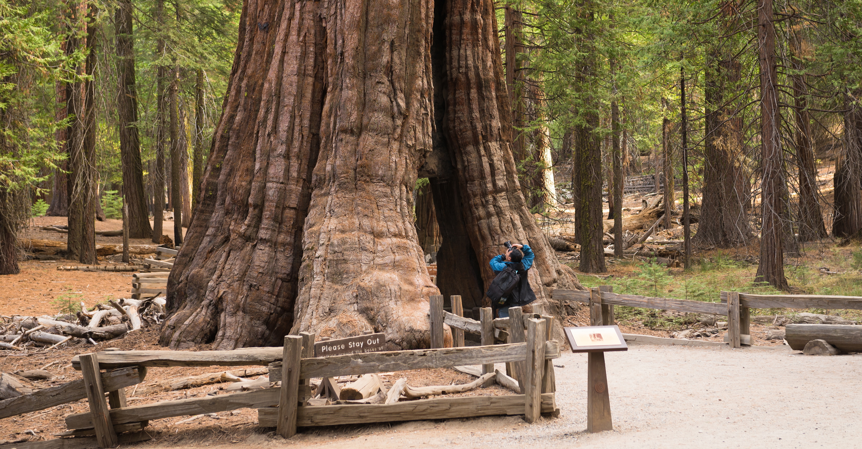 Giant Sequoia, Mariposa Grove, Yosemite National Park, California, United States