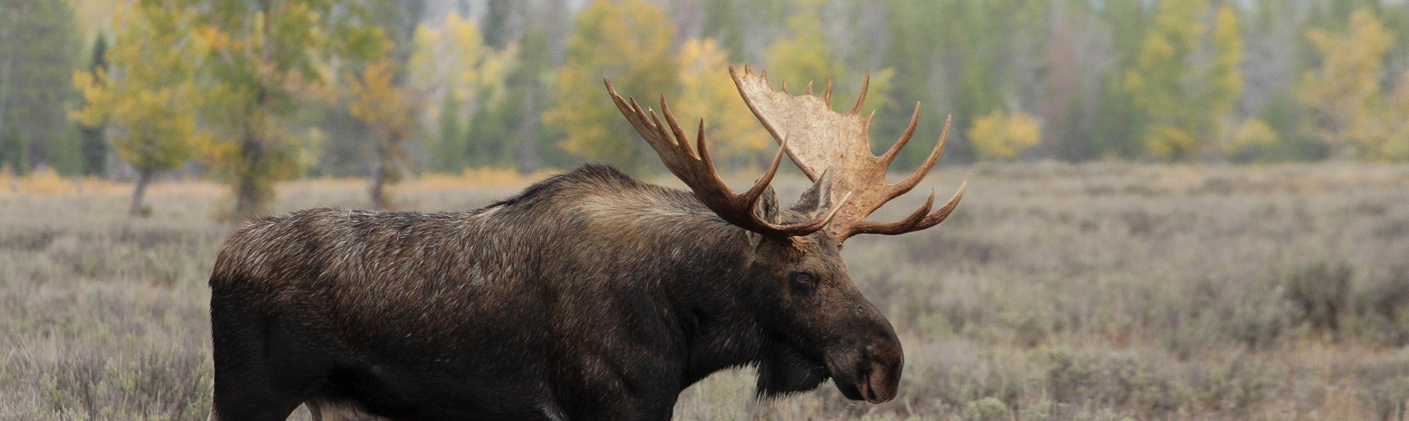 Moose Facts | Yellowstone Wildlife Guide