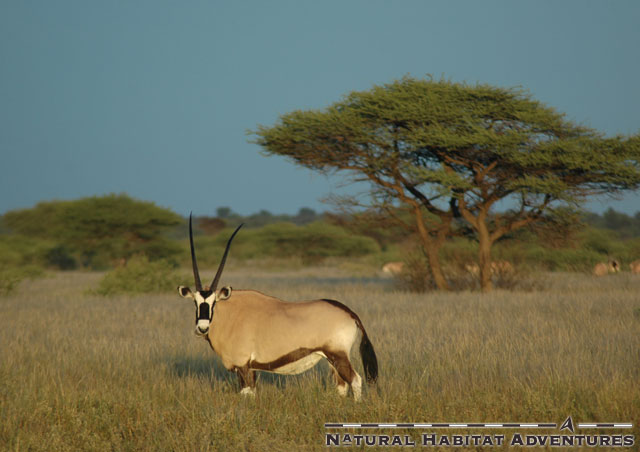 An oryx shot in the golden hour. The Kalahari offers some unbelievable light for photography. Now if I could just find the legendary Kalahari black-maned lion.