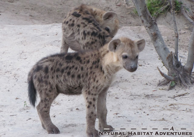 Baby hyenas are actually pretty cute even though they will grow up to be ruthless scavengers.