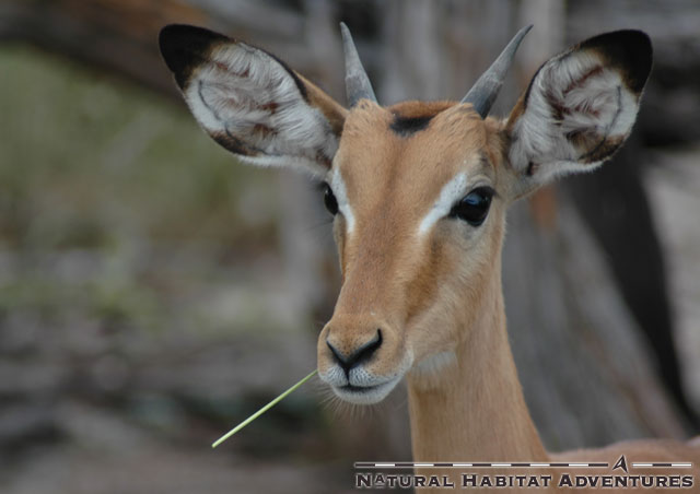 The Marlboro Impala. Warning: Smoking blades of grass may cause hot, female impalas to gravitate towards you, like Soda Pop in the Outsiders.