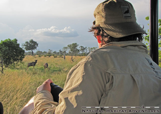 Photography wildlife in Botswana.