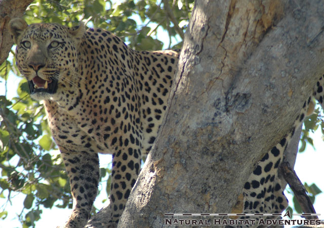 This leopard had his breakfast poached by three hyenas earlier - this time he successfully got his brunch up a tree to safety, after a ferocious second encounter. Leopard 1 - Hyenas 1.
