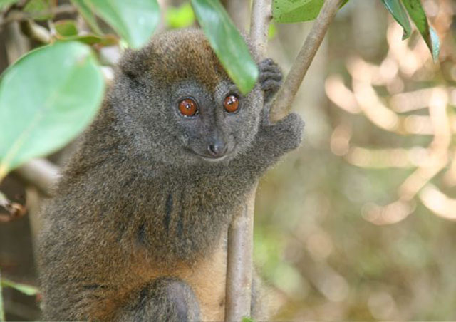 Bamboo Lemur.