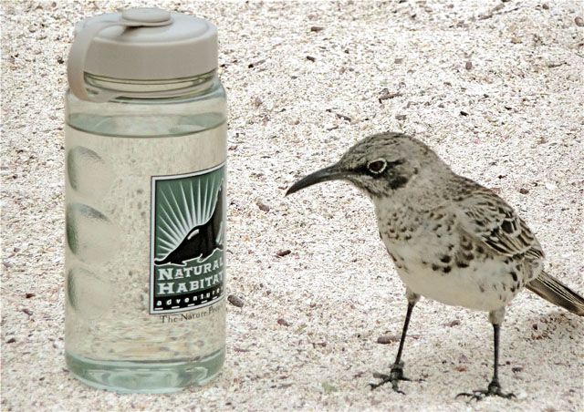 In case you were curious as to what was being photographing one slide back. Here is the subject: a fearless Hood Mockingbird inspecting our water bottle.