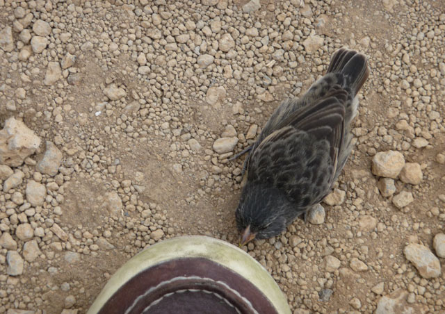 While we’re on the subject of small fearless birds, check out this Vampire Finch taking a bite out of my shoe. Good thing I left the sandals on the boat that day.